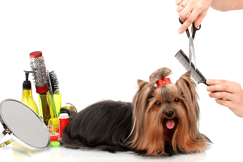 Established Pet Grooming & Boarding Facility 1