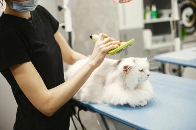 Established Pet Grooming Salon – Turnkey Business in a High-Deman 1 Established Pet Grooming Salon – Turnkey Business in a High-Deman 1