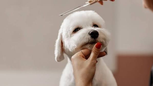 Full Service And Self Service Pet Grooming 1