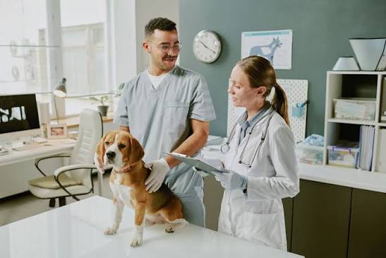 Small Animal Vet Clinic – Established 40+ Years 1 Small Animal Vet Clinic – Established 40+ Years 1