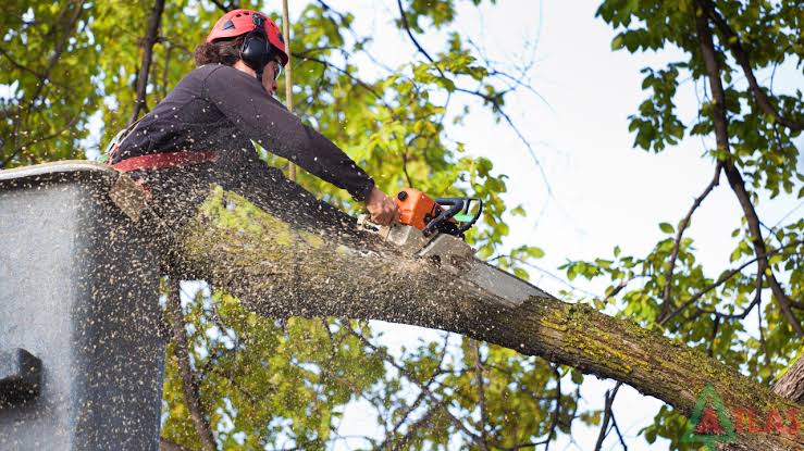 Tree Care Services Company In Northern MN For Sale 1