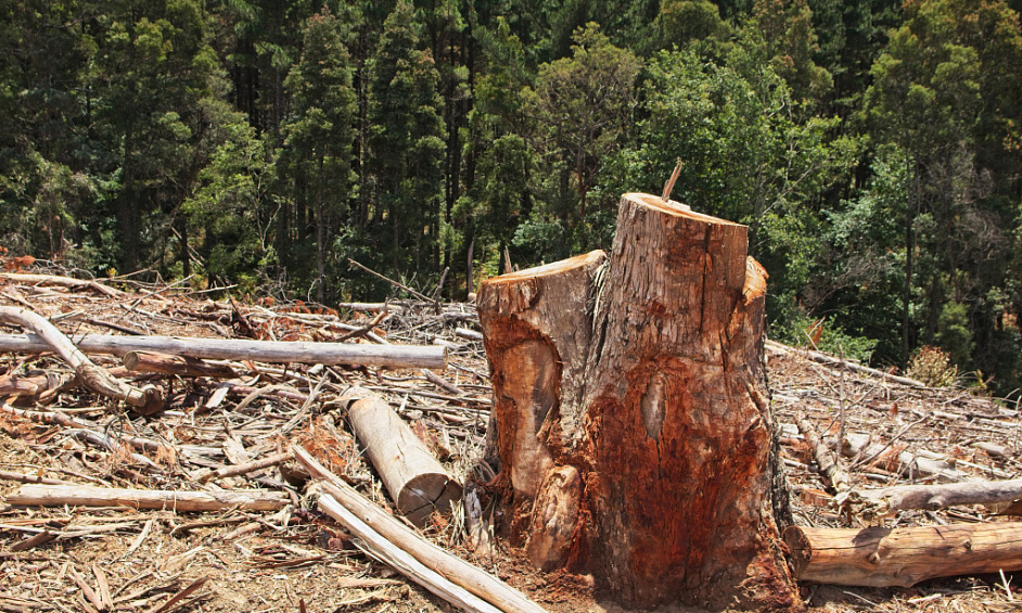 Long Established Tree Removal Co. For Sale 1