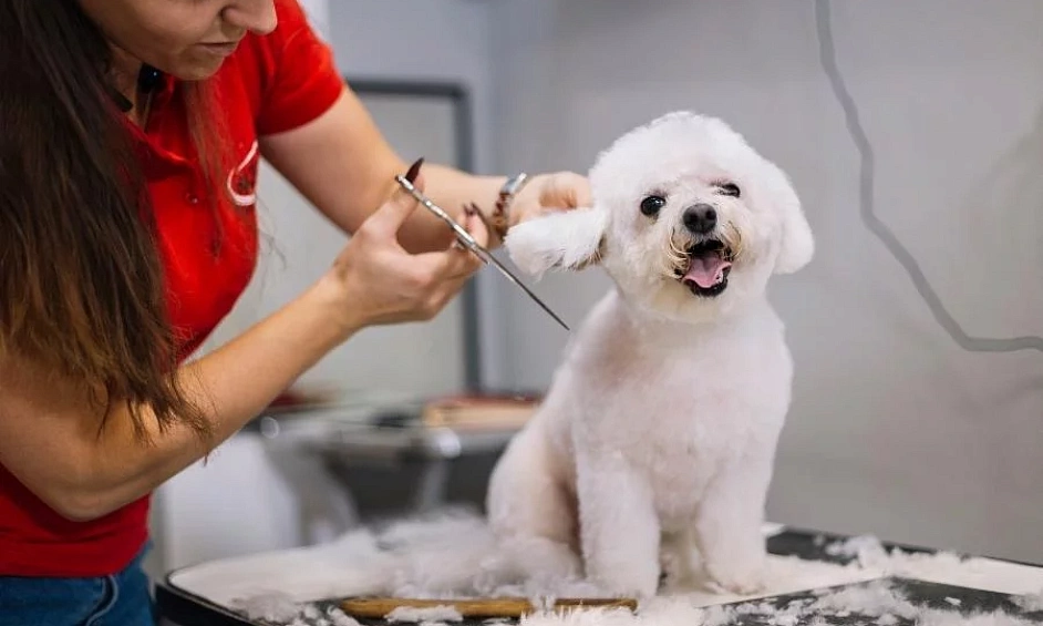 Pet Groomers 1