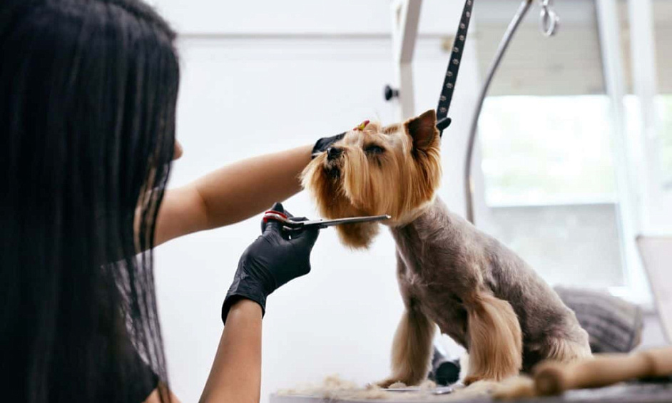 Thriving Pet Grooming Business With Loyal Base 1 Thriving Pet Grooming Business With Loyal Base 1