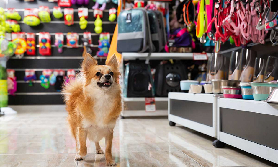 Pet Store with $340,000+ Net Income, Financing Available 1 Pet Store with $340,000+ Net Income, Financing Available 1