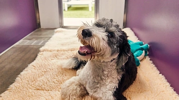 Pet boarding kennels for sale in Shepherdsville 227258
