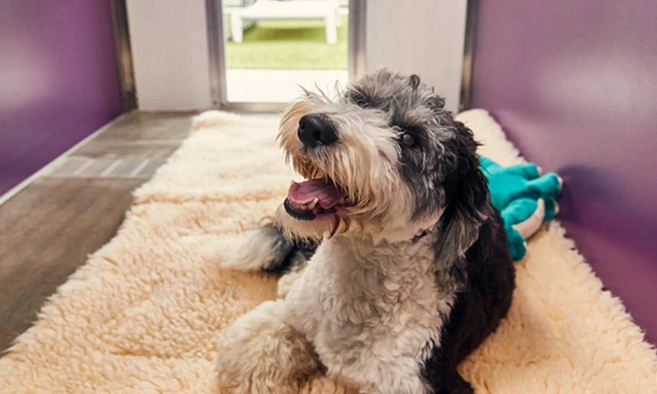 Pet Boarding & Daycare + Real Estate — 15-Year Track Record 1