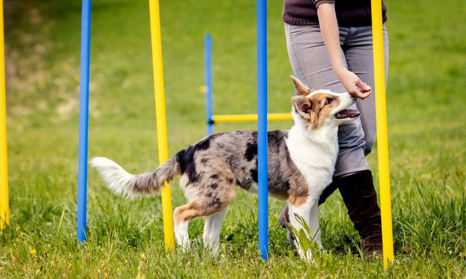 High Margin Dog Training Business, Scalable Expansion Upside 1