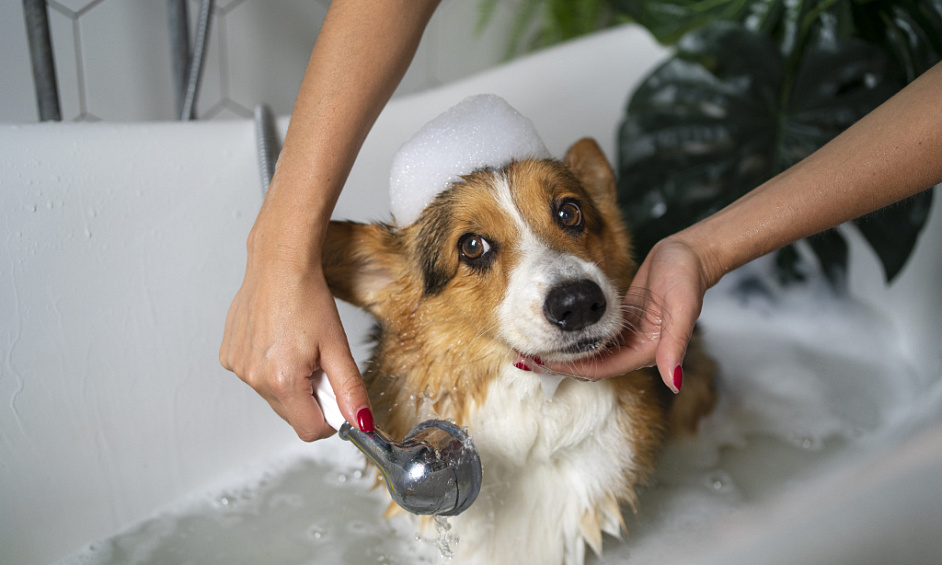 $531K Rev – Premium Pet Spa & Boutique For Sale 1 $531K Rev – Premium Pet Spa & Boutique For Sale 1