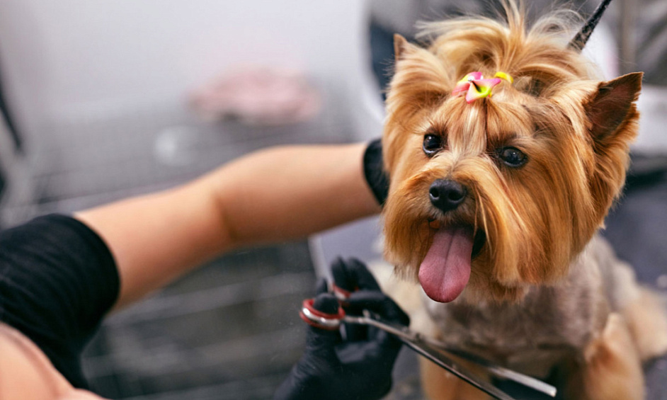 Premium Mobile Pet Grooming 1 Premium Mobile Pet Grooming 1
