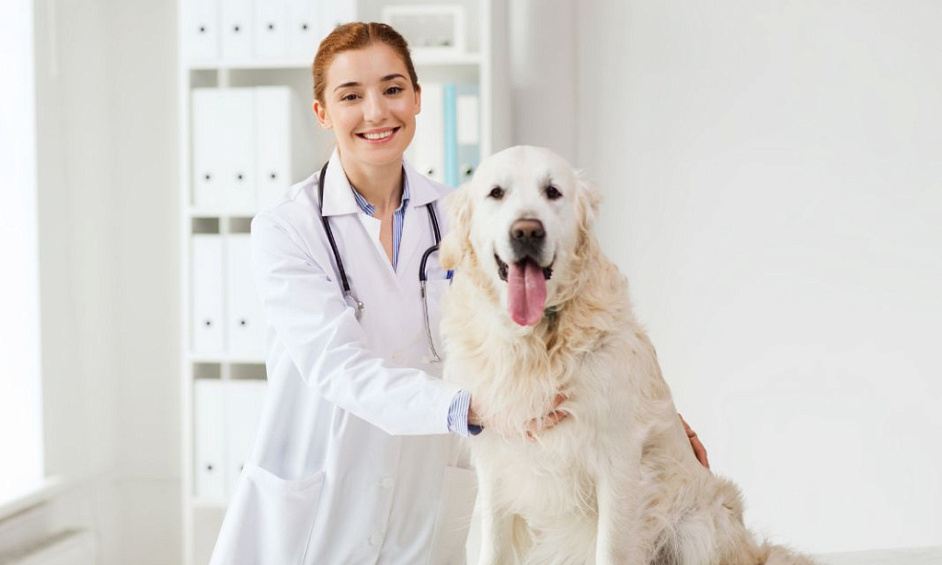 Unique Small Town Vet Clinic For Sale 1