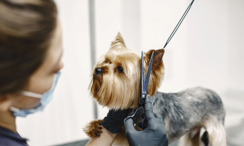 Absentee Mobile Petgrooming 7 Vans 80% Recurring Clients 1 Absentee Mobile Petgrooming 7 Vans 80% Recurring Clients 1