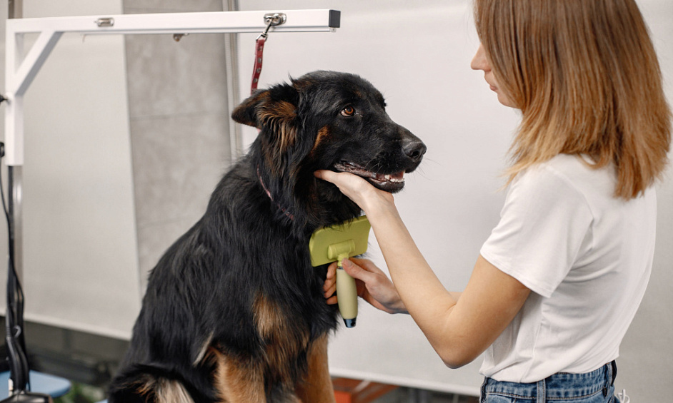 Pet Grooming Biz W/ $420K Sales | Turnkey For Sale 1 Pet Grooming Biz W/ $420K Sales | Turnkey For Sale 1