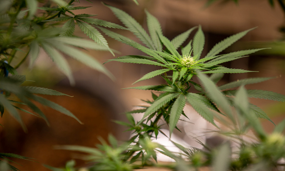 Vertically-licensed NY Cannabis Co.65%+ Market Share For Sale 1