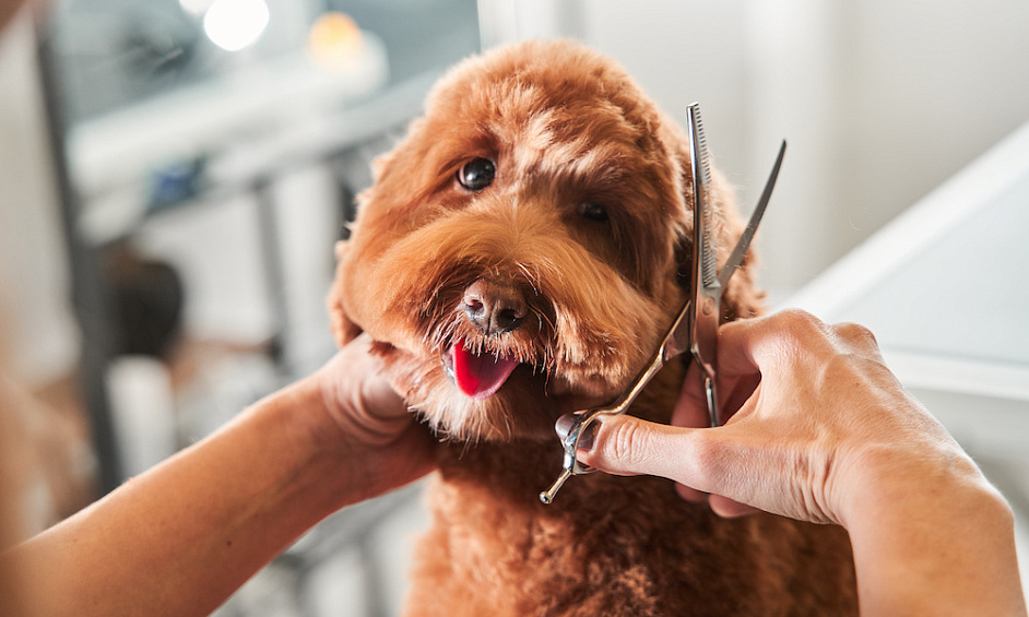 Rare Opportunity: Market Leader in Dog Grooming—Three Revenue Streams 1