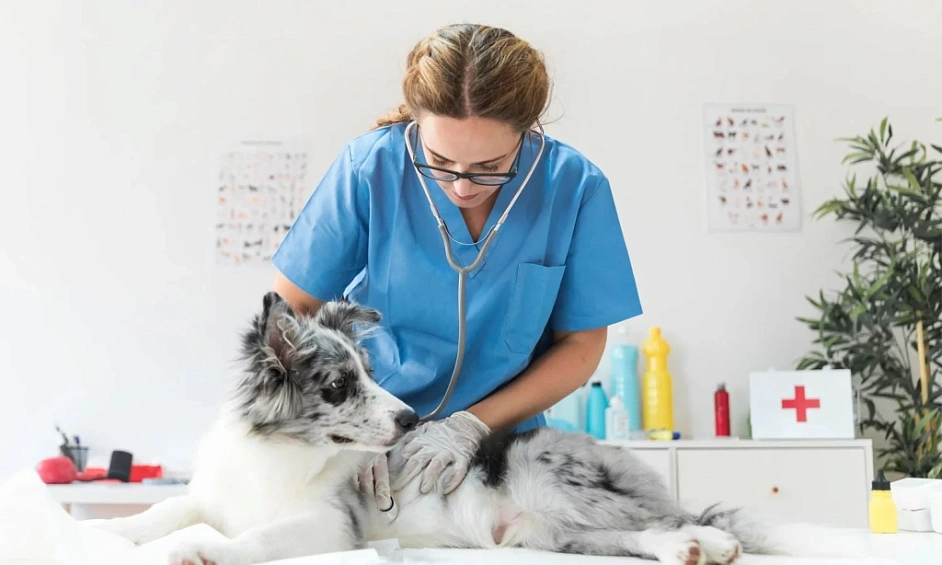 Profitable Established Pet-Services Business With Recurring Revenue Longmont 1 Profitable Established Pet-Services Business With Recurring Revenue Longmont 1