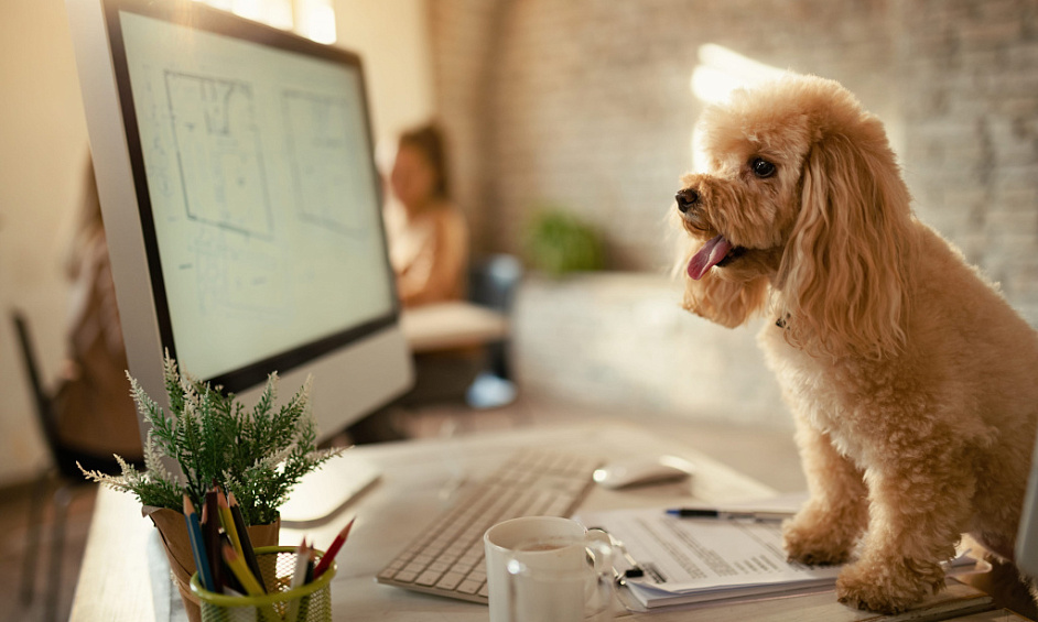 Established Pet E-Commerce Business For Sal 1