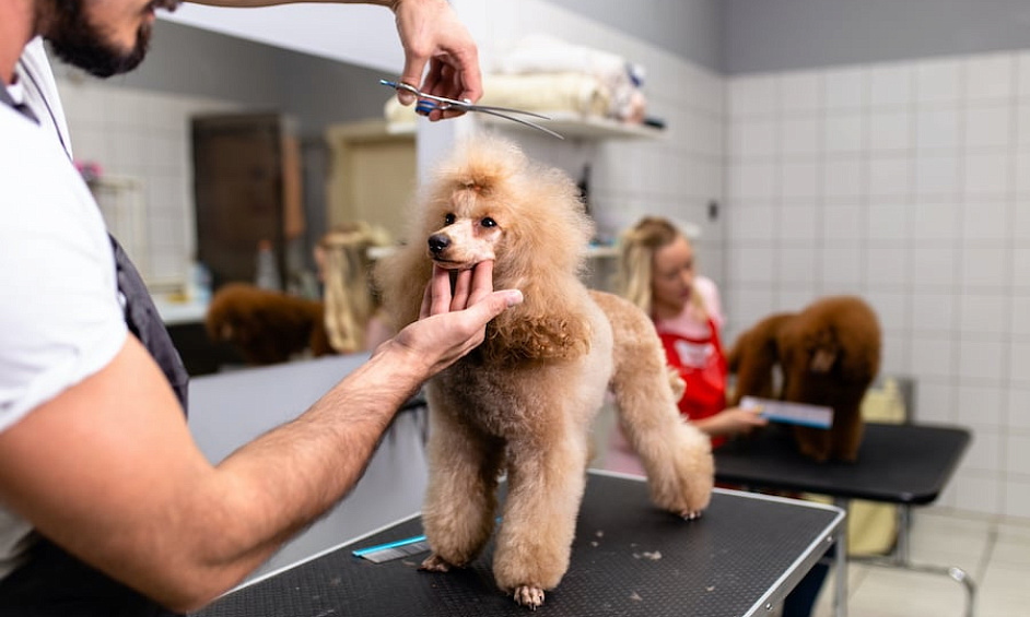 Established Pet Grooming Business - Turnkey Ready 1