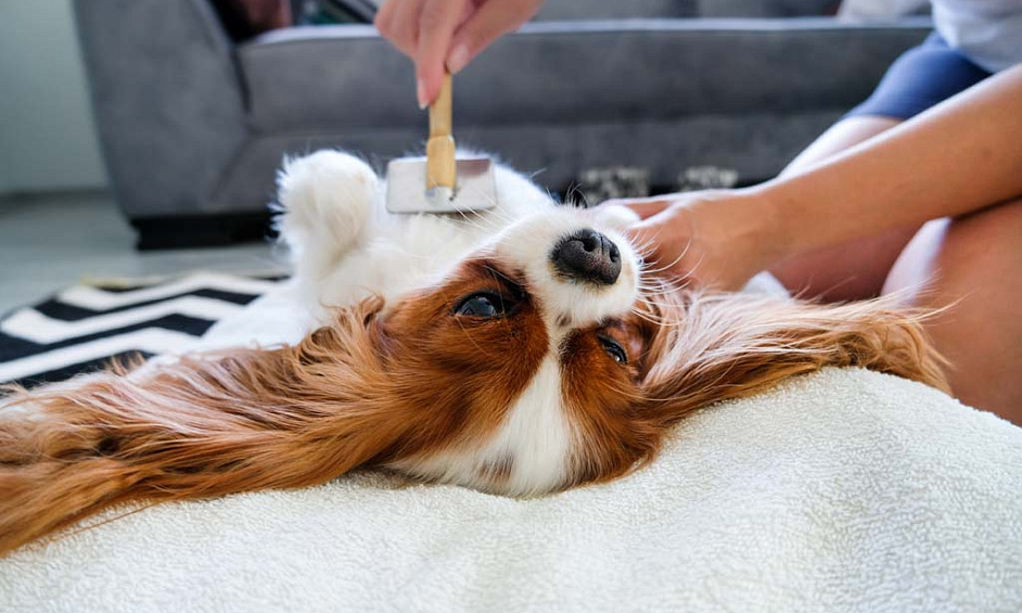 Pet Care Business + Residence | Exceptional Live/Work Opportunity 1 Pet Care Business + Residence | Exceptional Live/Work Opportunity 1